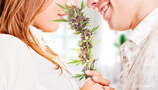 Романтические сорта Конопля и влюбленные