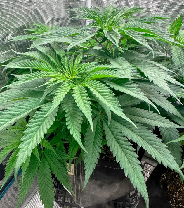 Дефолиация конопли Shawty R1 ростом 76 см