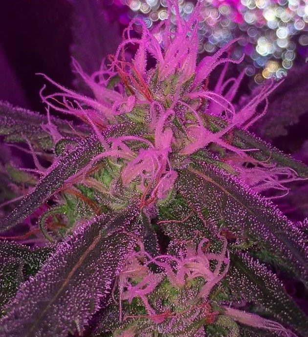 Euforia X: спокойное созревание сативных кудесниц Euforia X: спокойное созревание