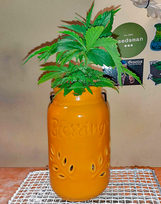 Рост конопли Куст Sour Diesel Auto от Herbies Seeds ростом 10 см