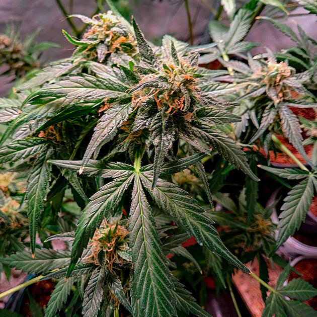 Куст ростом 42 сантиметра Куст Grandmommy Purple Auto на 6 неделе выращивания