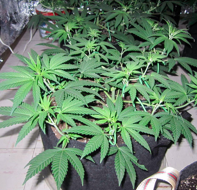 Топпинг конопли Активный рост сорта End Game R2