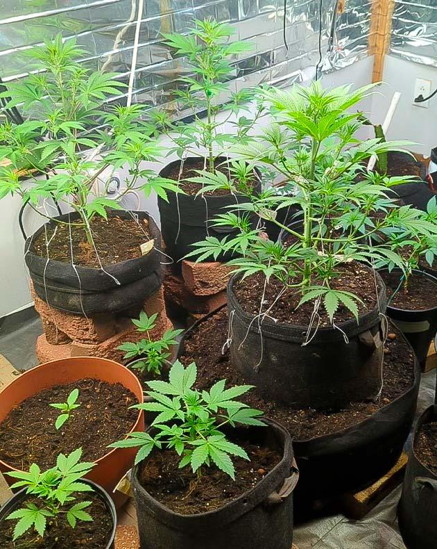 Кусты Peach Crescendo Auto RF3 на 6 неделе развития