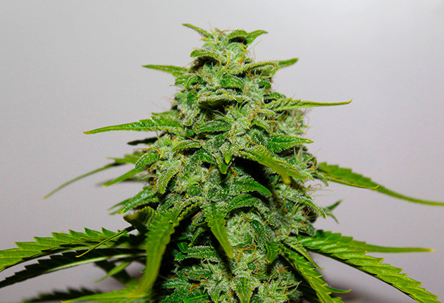 Бутон Fast & Vast Auto Появление оранжевых стигм