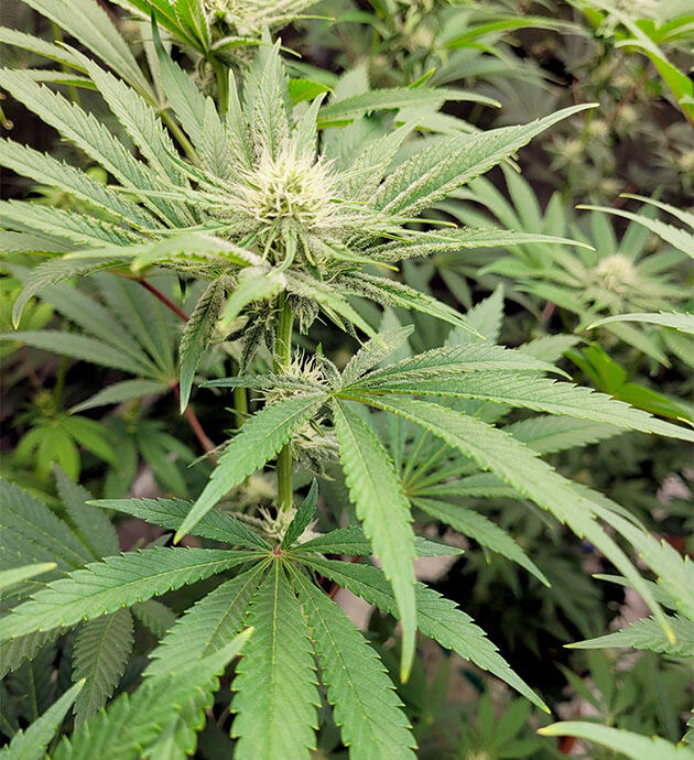 Рост соцветий и развитие трихом конопли Соцветия каннабиса с первыми трихомами