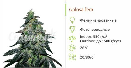 Сорт марихуаны Golosa Golosa от Delicious Seeds