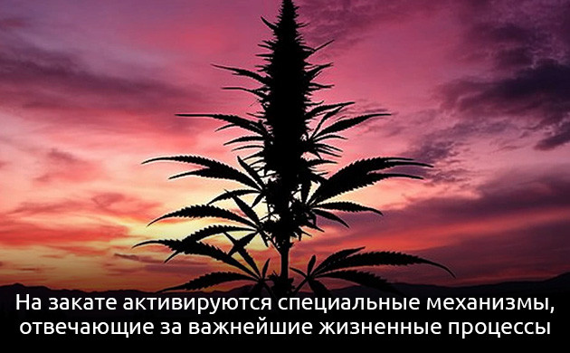 Роль фазы сна у конопли Подготовка к новому дню активного роста каннабиса