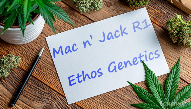 Гроурепорт сорта Mac n’ Jack R1 от Ethos Genetics