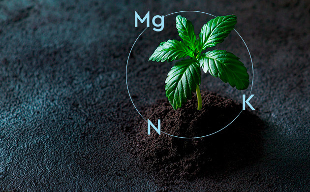 Диоксид кремния играет важную роль в усвоении азота, калия и магния