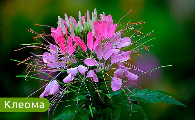 Клеома: экзотический цветок-паук Клеома: брызги шампанского в саду