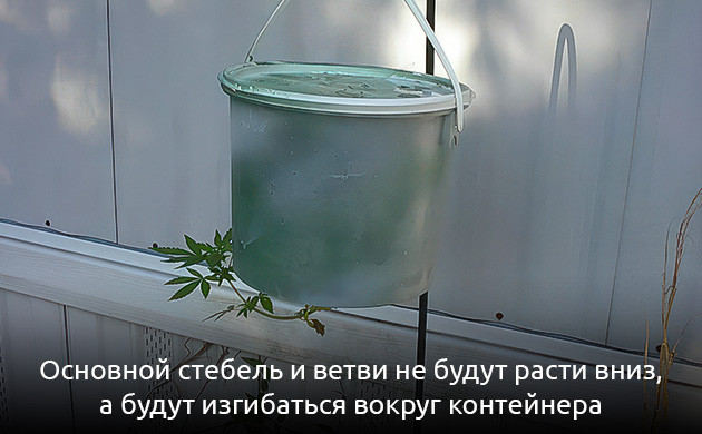 Перевёрнутая культивация: как это работает? Система Topsy-Turvy для конопли