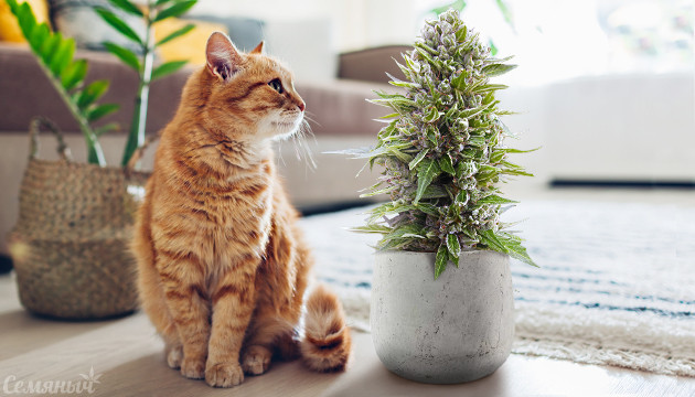 Подборка невысоких сортов марихуаны Невысокие сорта конопли