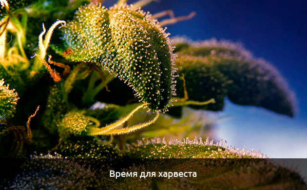 Возрастное изменение цвета конопли Коричневая конопля из-за старости