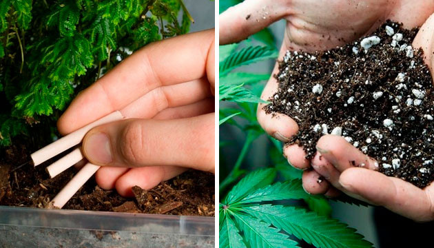 Удобная делянка для выращивания Удобрения для конопли в аутдоре