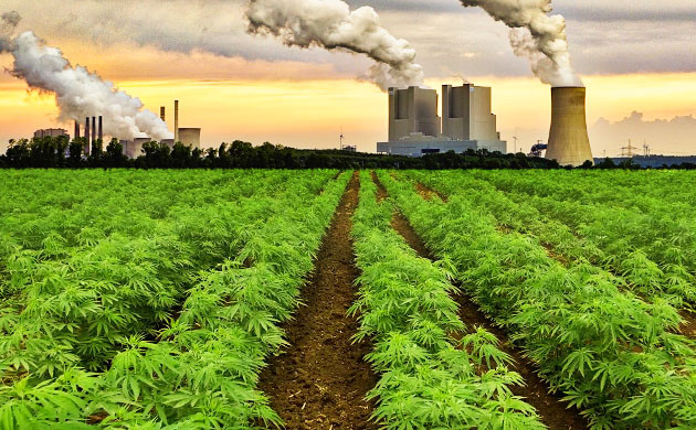 Насыщение почвы вредными веществами Выращивание каннабиса рядом с заводами