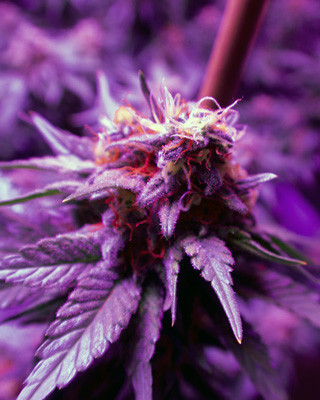 Соцветия White Widow Соцветия с оранжевыми стигмами