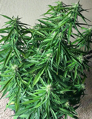 Здоровый ярко зеленый куст