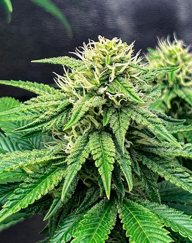 Марихуана на средней стадии цветения Конопля в середине цветения с активной смолой