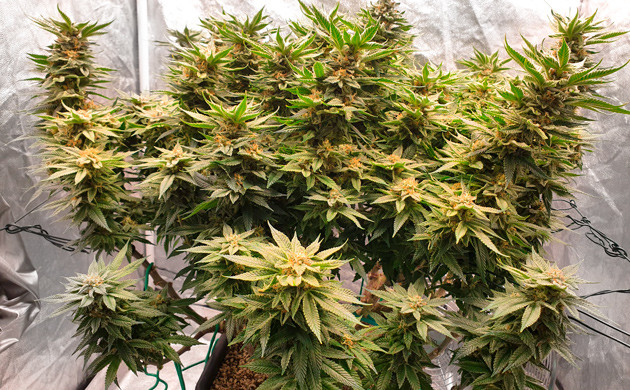 Цветение на 18 неделе 70 см роста на 17 неделе