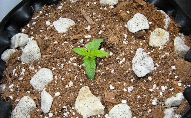 Новые пары листьев