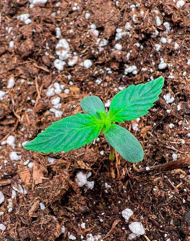 Росток Whiskey Zulu Auto от 7CH American на 1 неделе