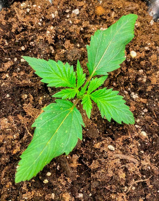 Полив конопли Росток Gorilla Zkittlez Auto от FastBuds на 1 неделе