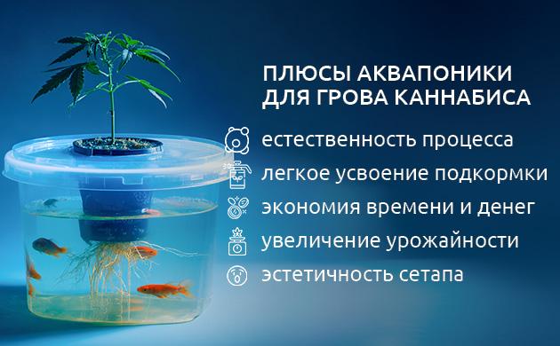 Плюсы аквапоники для выращивания марихуаны Преимущества аквапоники для выращивания марихуаны