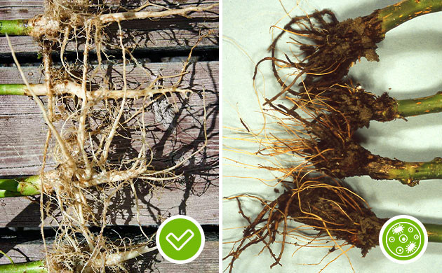 Внешний вид здоровых и гнилых корней