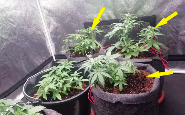 Разница в росте на 4 неделе выращивания Кусты высотой 45, 34 и 24 сантиметра