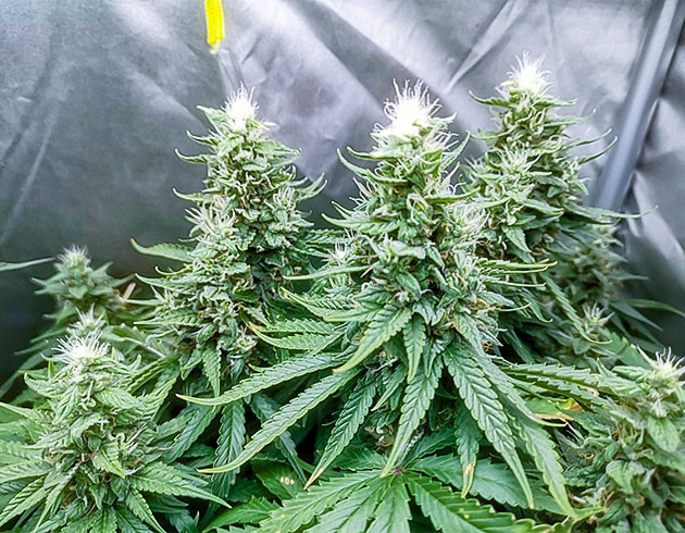 Цветение куста Bruce Banner #3 Fast Куст Bruce Banner #3 Fast на цветении