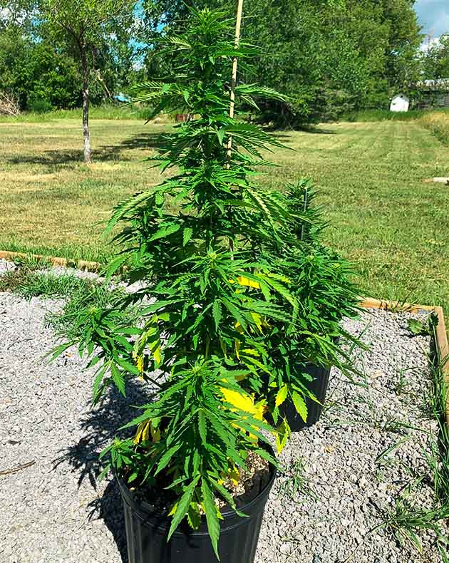 Пожелтение нижних листьев конопли Куст конопли 66 см в аутдоре