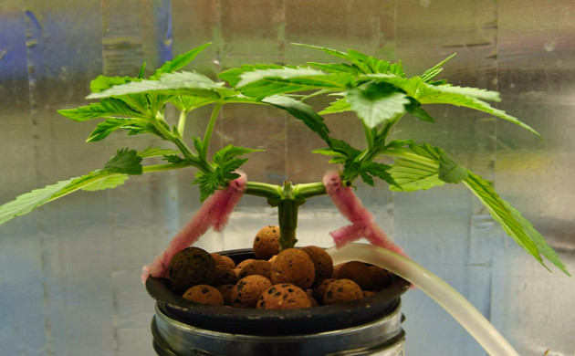 Куст на 4 неделе выращивания