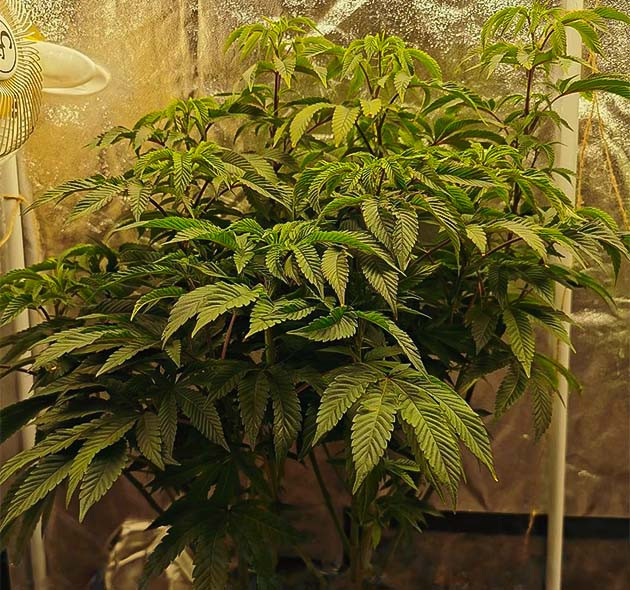 Перевод растения на стадию цветения Здоровый куст на стадии вегетации