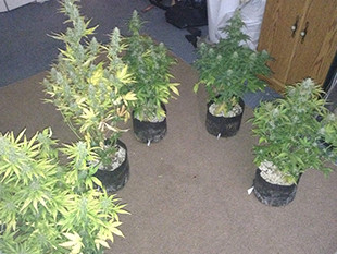 Подготовка растения к харвесту Кусты конопли Gorilla Auto в горшках