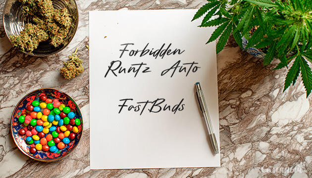 Гроурепорт сорта Forbidden Runtz Auto от FastBuds
