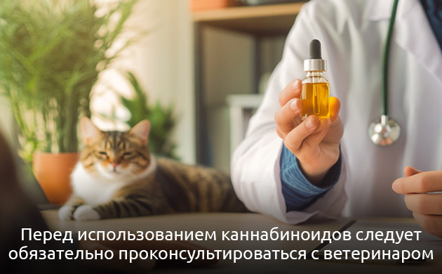 Правила безопасности приема каннабиса питомцами