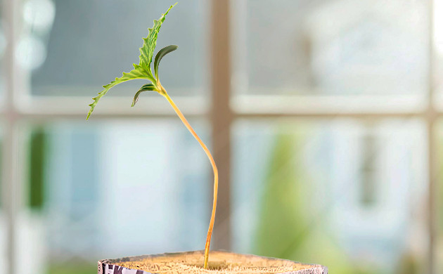 Прорастание семян: первый шаг к урожаю Проблемы с прорастанием семян марихуаны