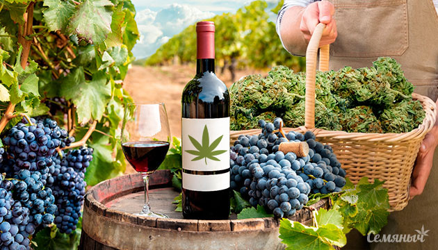 Конопля спутник виноделов Вино, произведенное на территории с коноплей