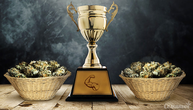 Мощные и урожайные семена конопли Самые сильные и урожайные сорта конопли