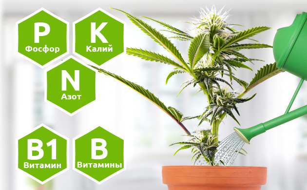 Элементы необходимые конопле для роста