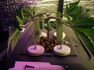 Топпинг марихуаны Fruit Punch fem Развитие марихуаны сорта Fruit Punch fem на 37 день роста