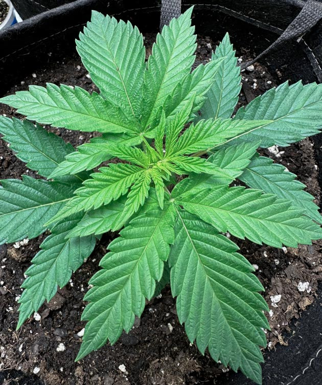 Появление травянистого запаха у марихуаны Формирование листьев конопли