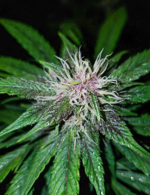 Как выглядит соцветие конопли Шишка марихуаны