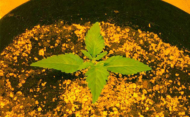 Первая неделя от посадки Появление второй пары полноценных листьев