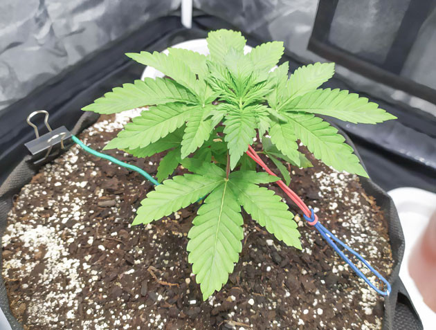 Пересадка и адаптация Biscotti Mintz Успешная пересадка сорта Biscotti Mintz