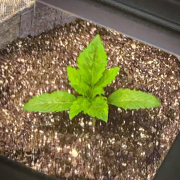 Росток Sticky Sherbert GG на 3 неделе выращивания
