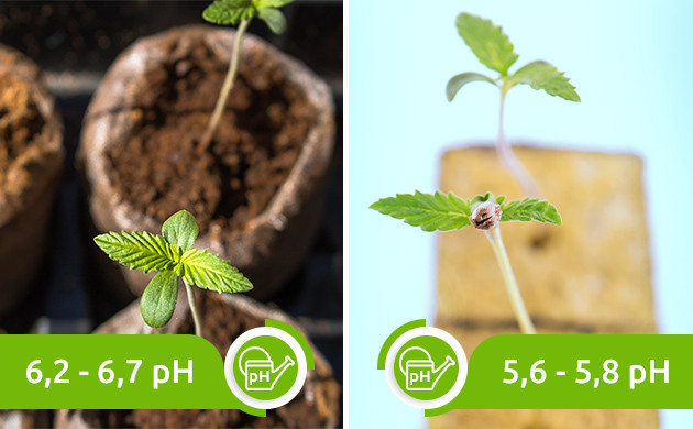 Уровень pH воды для проращивания семян Оптимальный показатель pH в почве и инертном субстрате