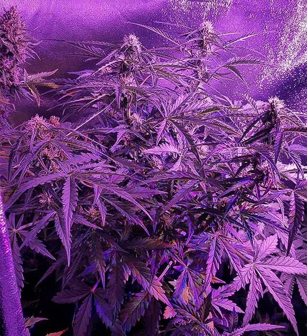 Выращивание в гроубоксе и на улице Куст в гроубоксе