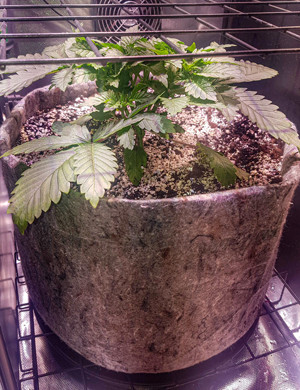 Куст ростом 19 см