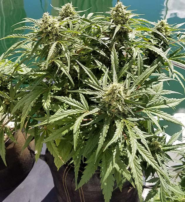 Промывка конопли перед харвестом Куст конопли перед харвестом